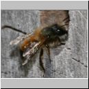 Osmia bicornis - Rote Mauerbiene 03.jpg